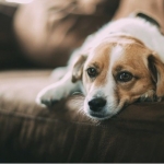 The Secret to Moving with Pets