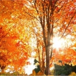 Revealed: What season is best to sell your home