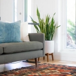 Carpet Cleaning Myths and How to Avoid Ruining Your Carpet
