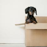 Common Moving Mishaps You Should Avoid