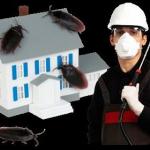 How to Choose a Great Pest Control Service