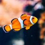 You Don't Have To Keep Fishes: Non-fish Pets For Your Aquarium!