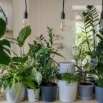 Here’s How You Can Take Care of Your Plants When Living in an Apartment