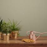 Bucking The Trend And Helping Houseplants Thrive, Not Die