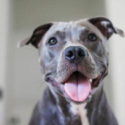 Are Pitbulls Good Apartment Dogs?